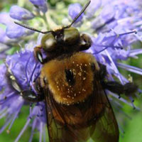 close–up picture of a bee on a flower