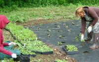 Women working at Decker Farm