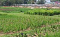 Founder Seed Plots under Cultivation at the GNPC