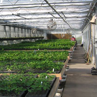 picture of GNPC greenhouse