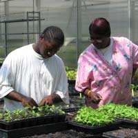 Job Walker, intern, and Denese Hite working in a greenhouse