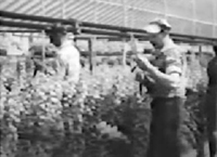 Cutting Flowers in the Greenhouse