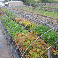 picture of GNPC nursery yard