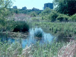 Synthesis: The Realities of Ecological Restoration in Urban Centers, presented by Dr. Steven Handel