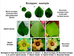 Genetics 101: Genetic Differentiation in the Age of Ecological Restoration, presented by Dr. Susan Mazer