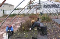 workers in the nursery