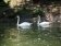 Swans in the water by Shoelace Park